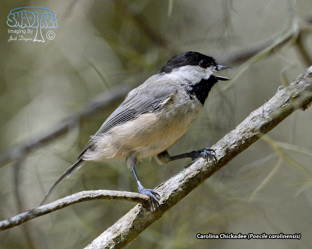 Carolina Chickadee - Poecile carolinensis