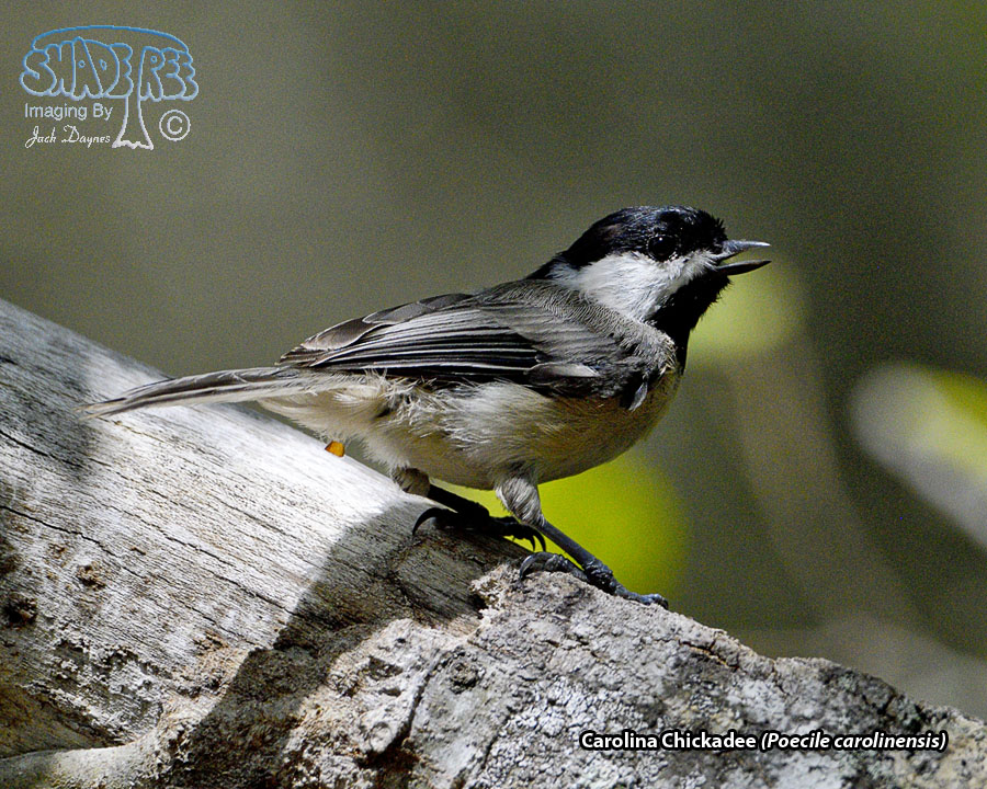 Carolina Chickadee - Poecile carolinensis