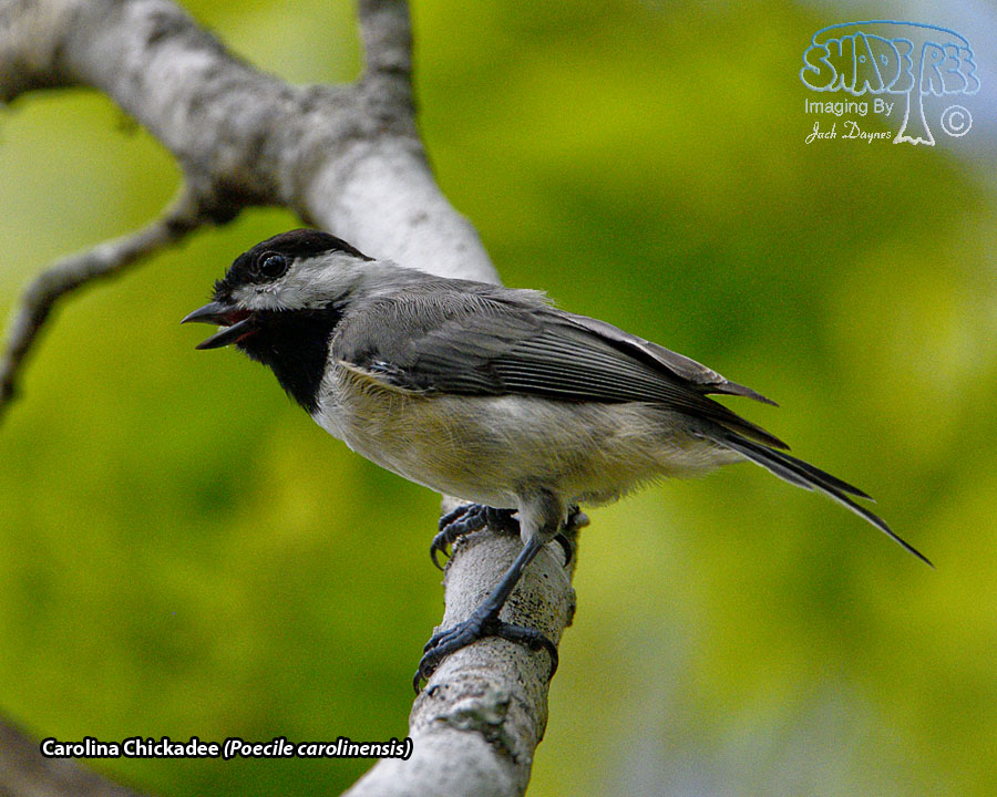 Carolina Chickadee - Poecile carolinensis