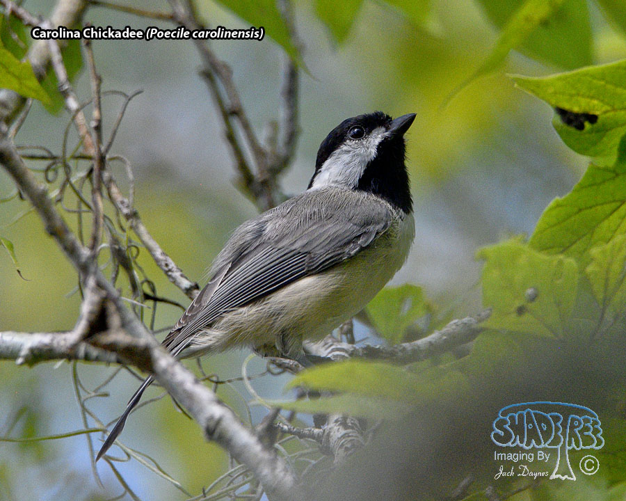 Carolina Chickadee - Poecile carolinensis