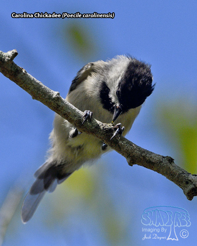 Carolina Chickadee - Poecile carolinensis