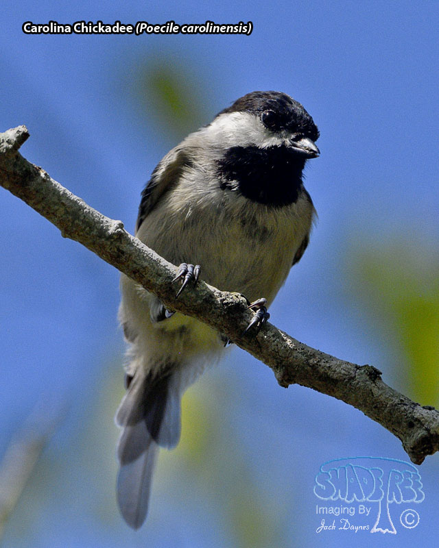 Carolina Chickadee - Poecile carolinensis