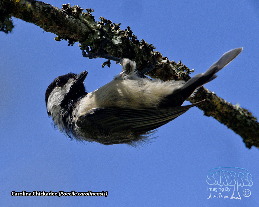 Carolina Chickadee - Poecile carolinensis