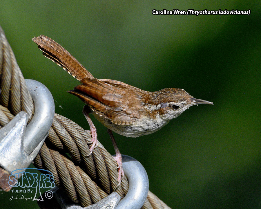 Carolina Wren - Thryothorus ludovicianus