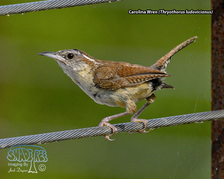 Carolina Wren - Thryothorus ludovicianus