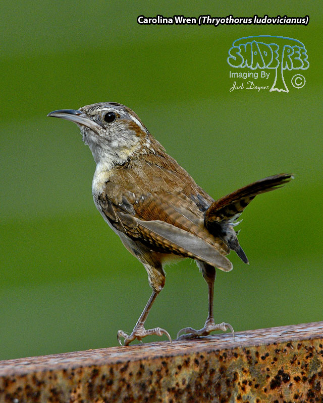 Carolina Wren - Thryothorus ludovicianus