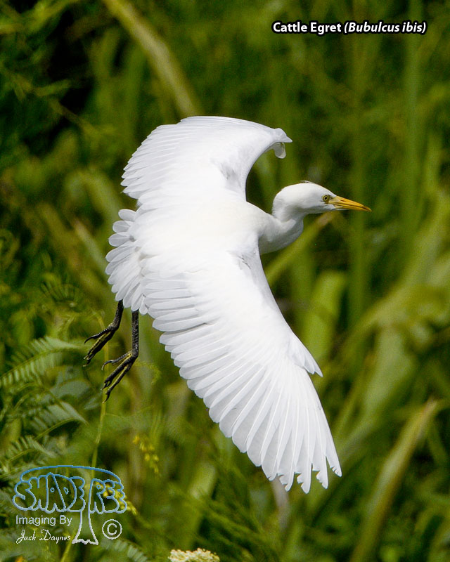 Cattle Egret - Bubulcus ibis