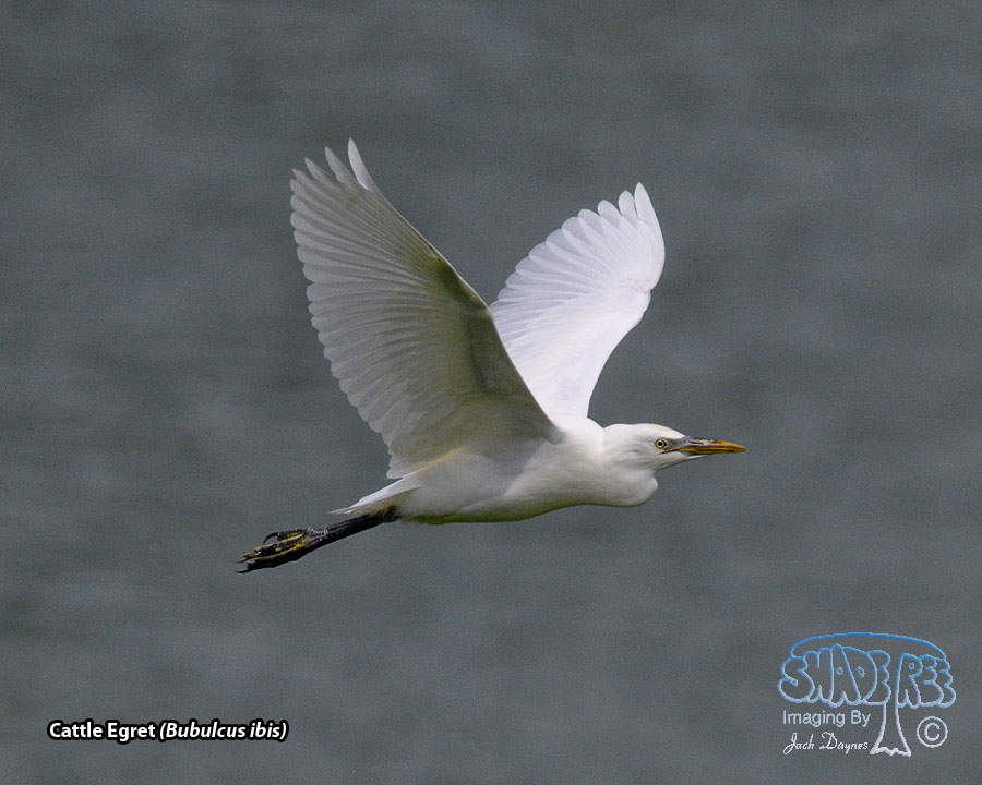 Cattle Egret - Bubulcus ibis