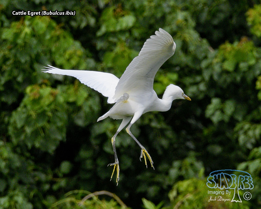 Cattle Egret - Bubulcus ibis