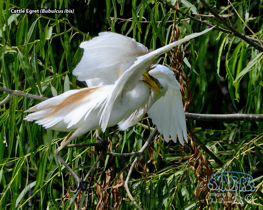 Cattle Egret - Bubulcus ibis