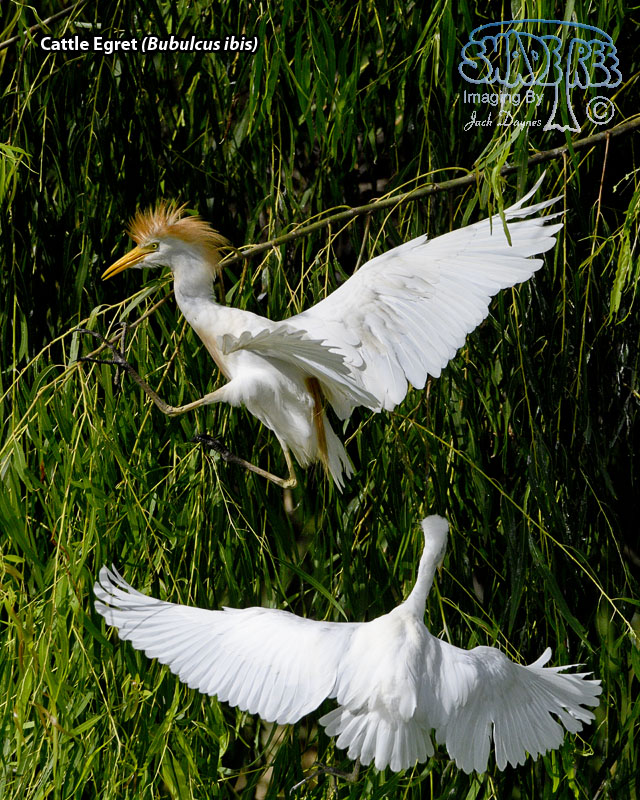 Cattle Egret - Bubulcus ibis