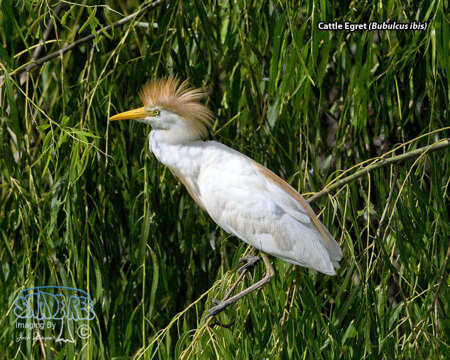 Cattle Egret - Bubulcus ibis