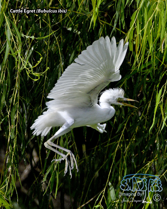 Cattle Egret - Bubulcus ibis