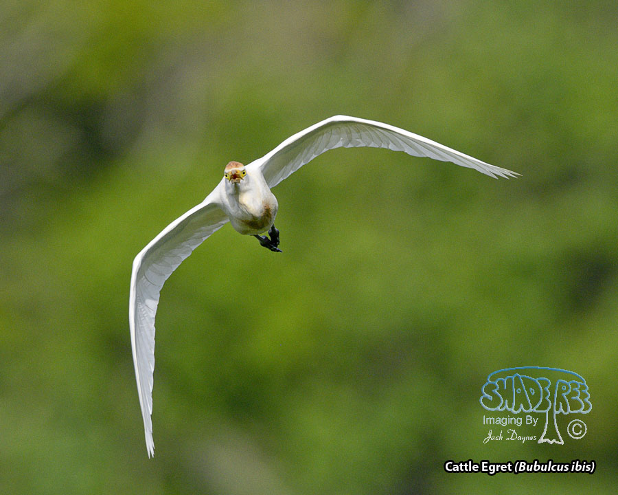 Cattle Egret - Bubulcus ibis