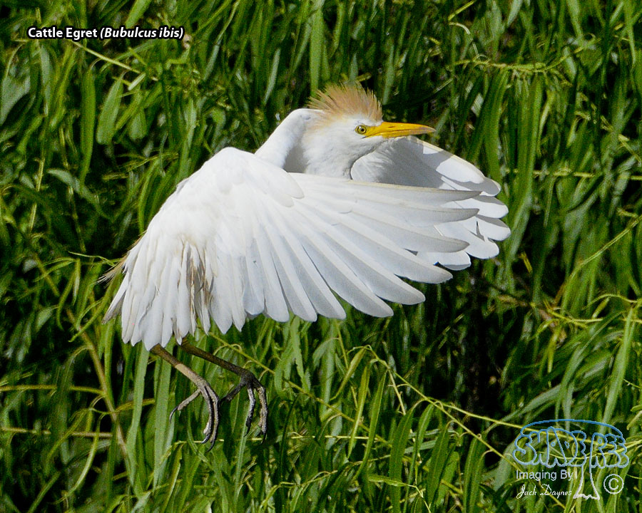 Cattle Egret - Bubulcus ibis