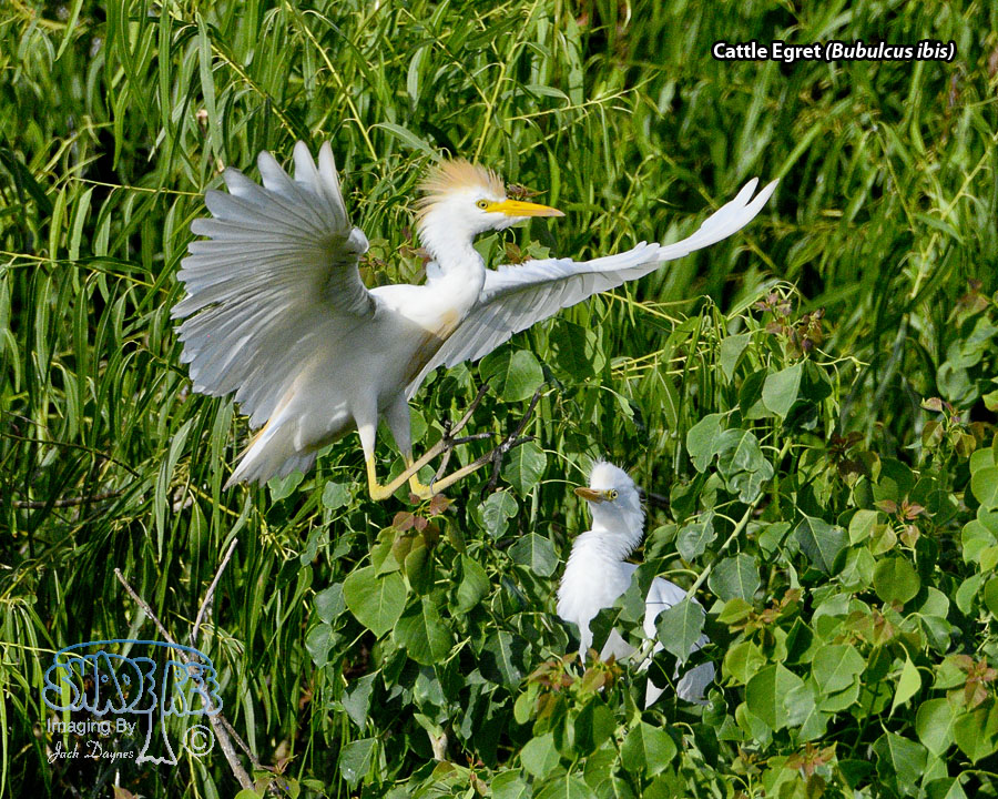 Cattle Egret - Bubulcus ibis
