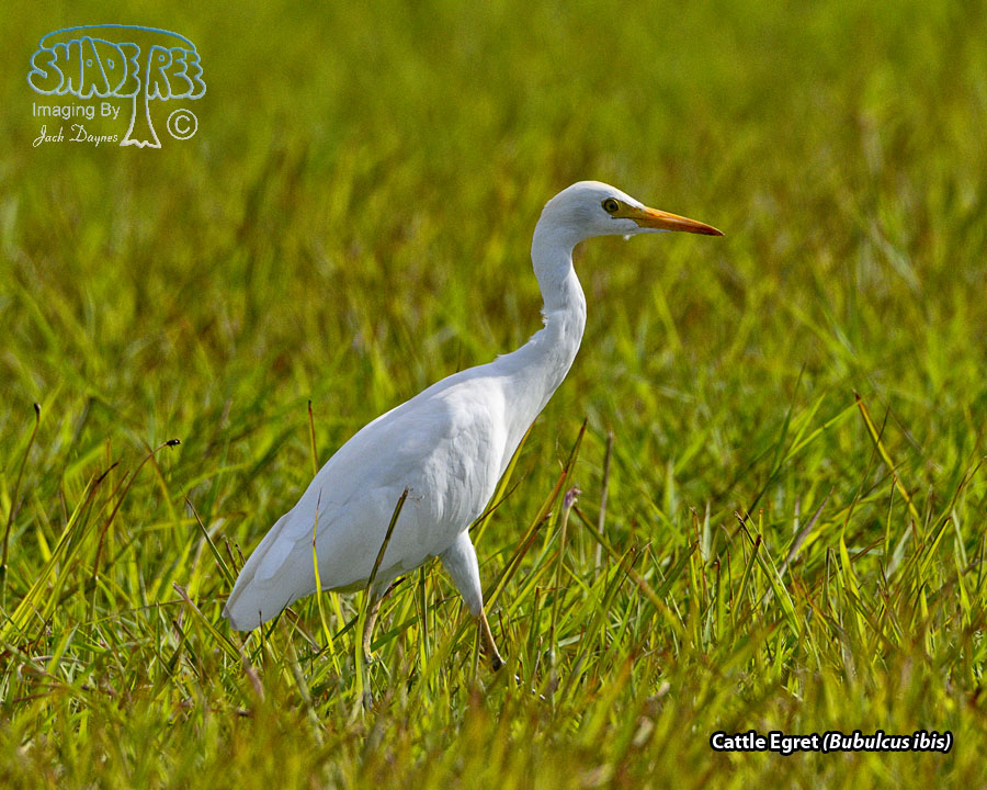 Cattle Egret - Bubulcus ibis