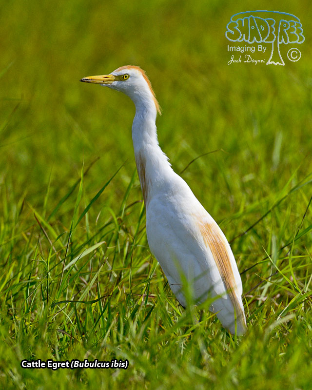 Cattle Egret - Bubulcus ibis