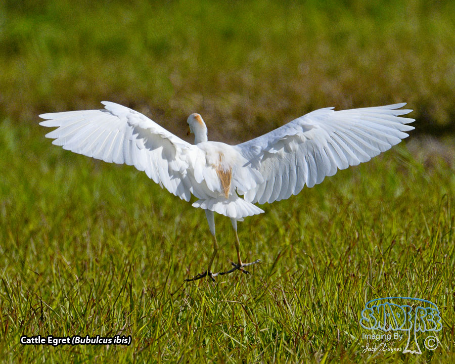 Cattle Egret - Bubulcus ibis