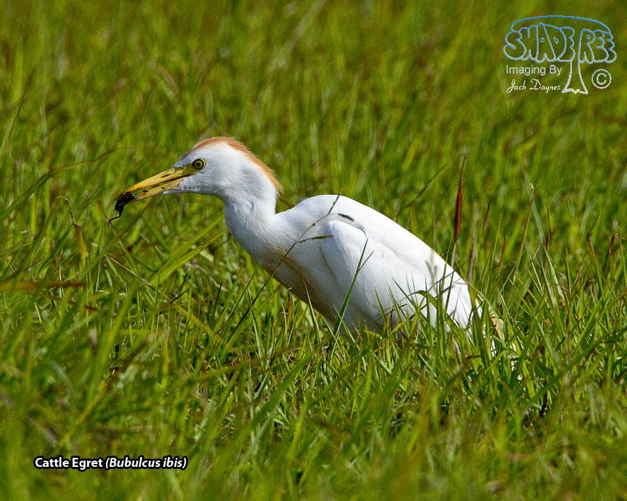 Cattle Egret - Bubulcus ibis