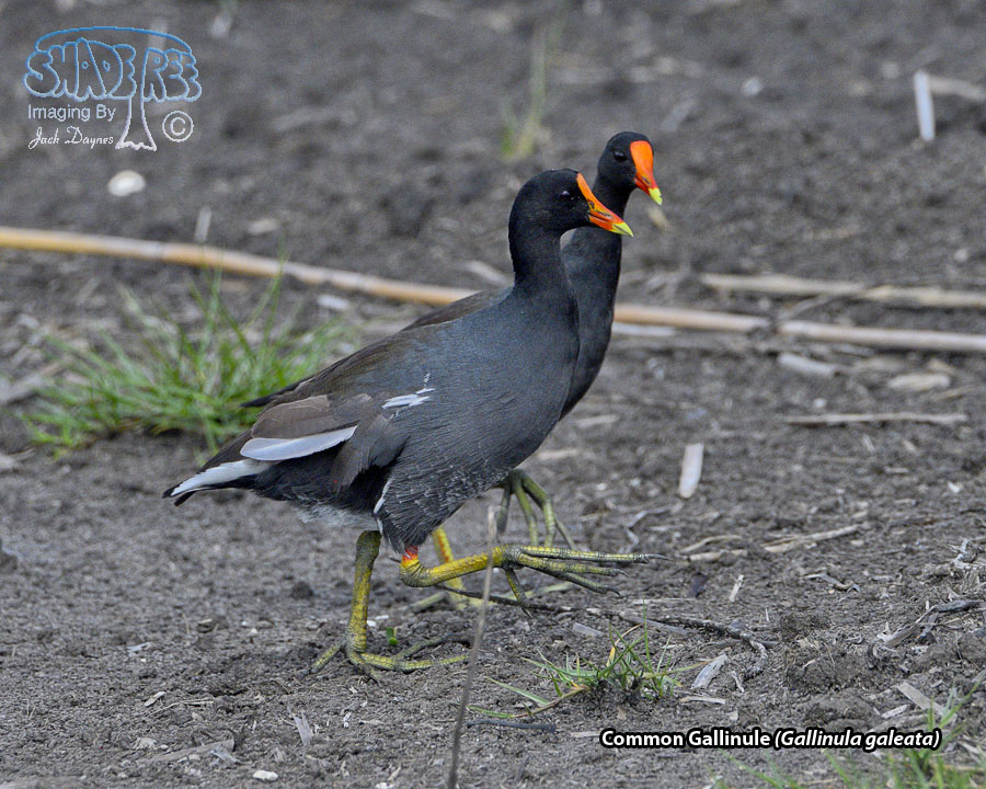Common Gallinule - Gallinula galeata