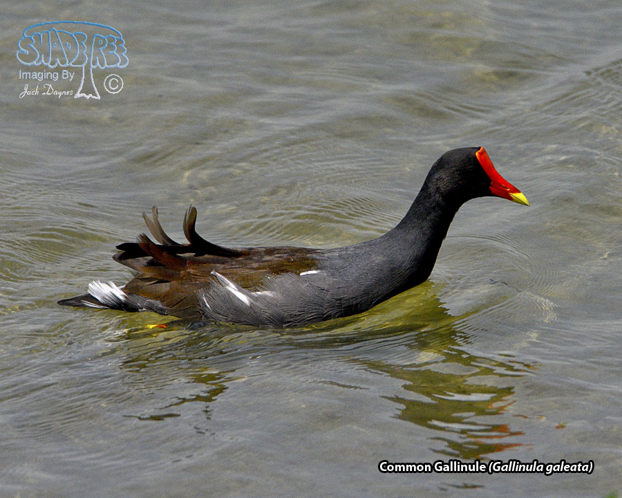 Common Gallinule - Gallinula galeata