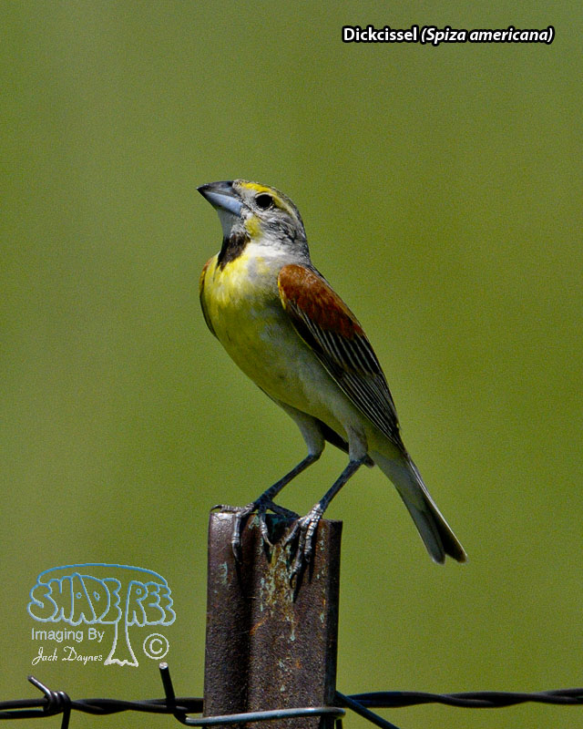 Dickcissel - Spiza americana