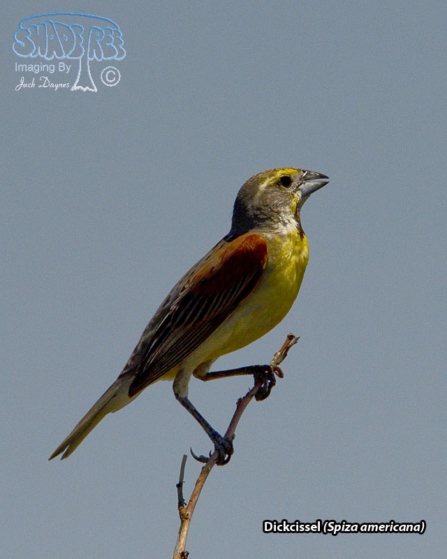 Dickcissel - Spiza americana
