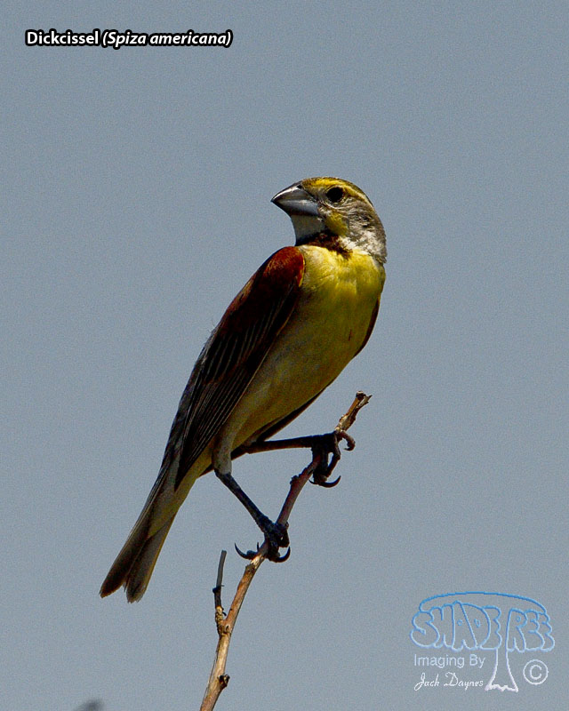 Dickcissel - Spiza americana