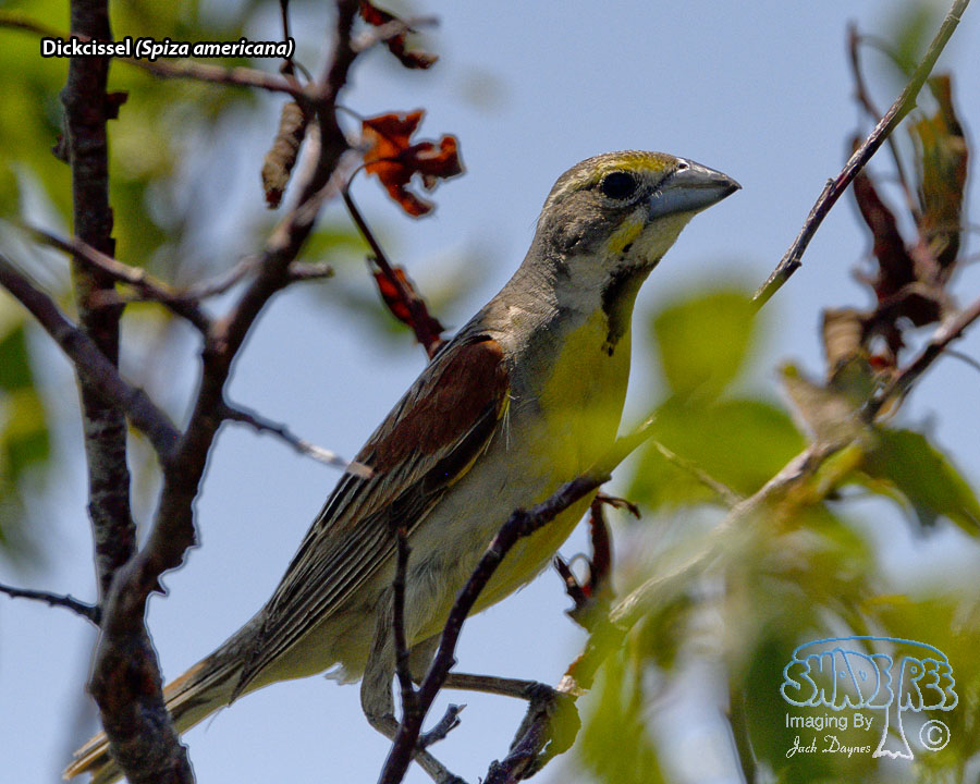 Dickcissel - Spiza americana