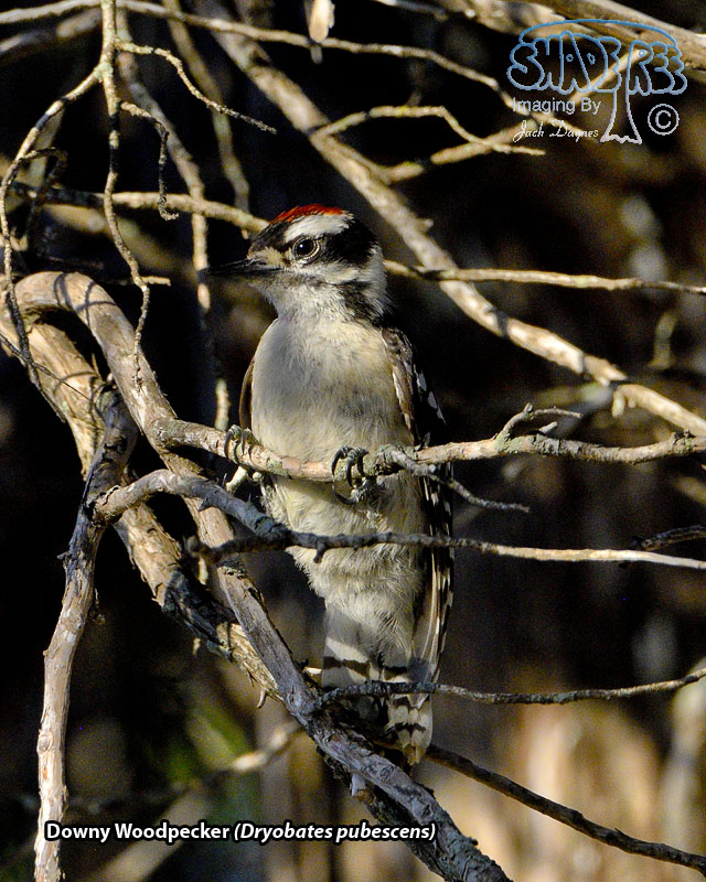 Downy Woodpecker - Dryobates pubescens