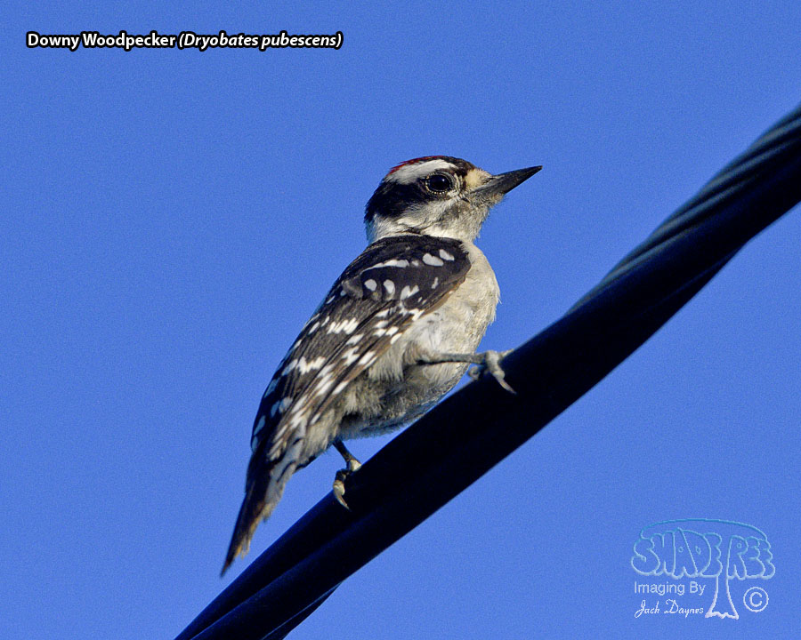 Downy Woodpecker - Dryobates pubescens