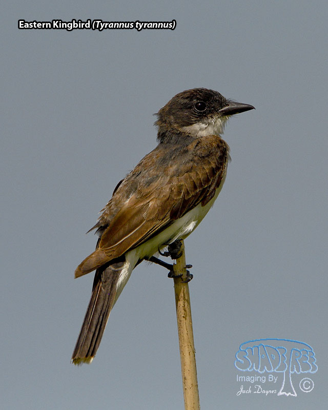 Eastern Kingbird - Tyrannus tyrannus