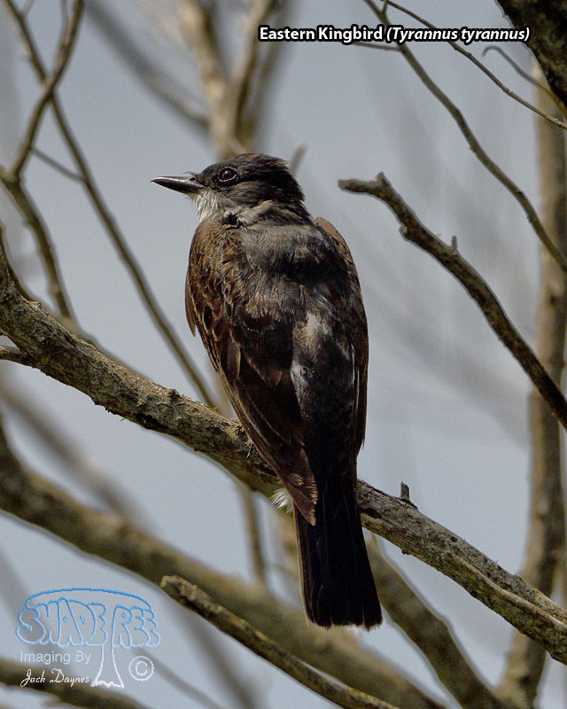Eastern Kingbird - Tyrannus tyrannus