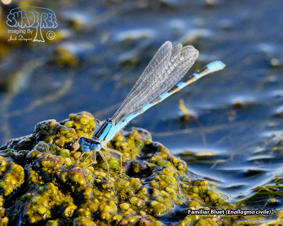 Familiar Bluet - Enallagma civile