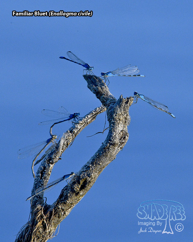 Familiar Bluet - Enallagma civile