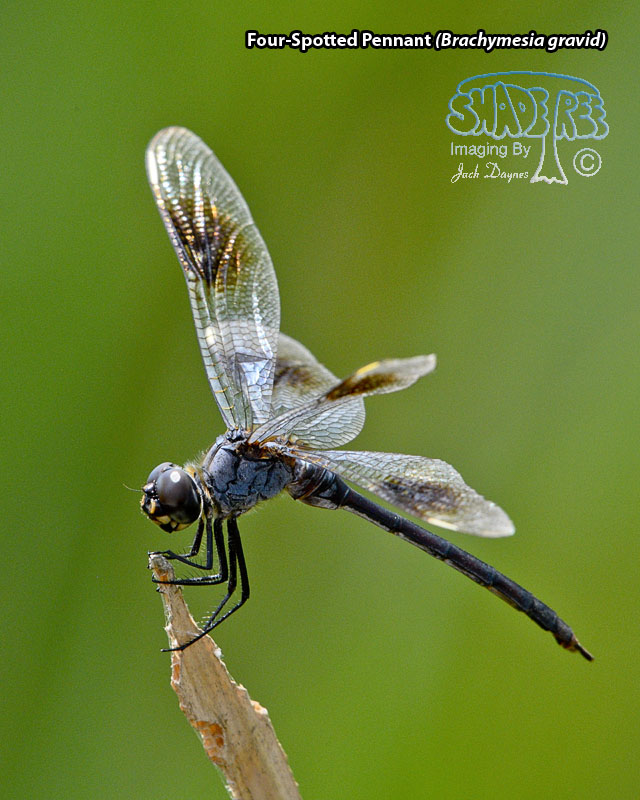 Four-Spotted Pennant - Brachymesia gravida