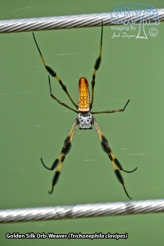 Golden Silk Orb-Weaver - Trichonephila clavipes