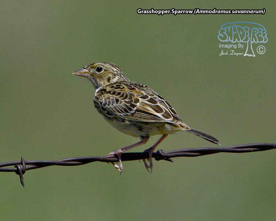 Grasshopper Sparrow - Ammodramus savannarum