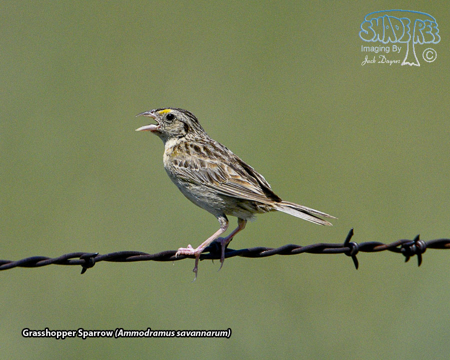 Grasshopper Sparrow - Ammodramus savannarum