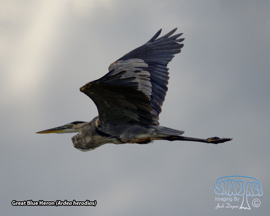 Great Blue Heron - Ardea herodias