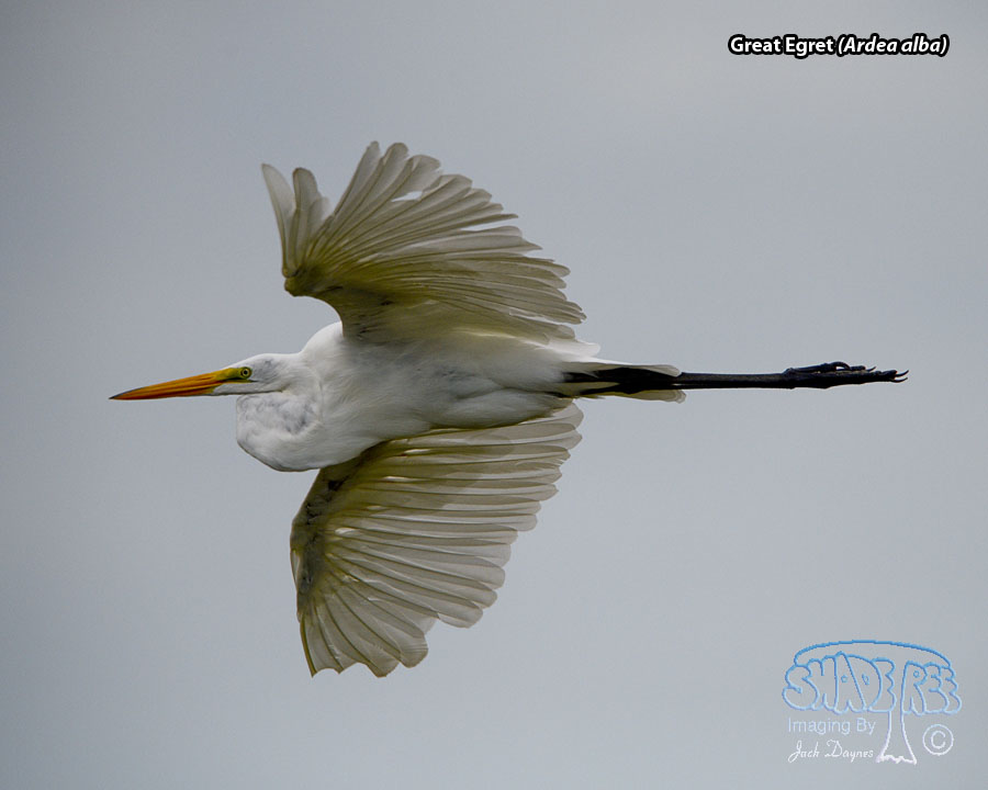 Great Egret - Ardea alba