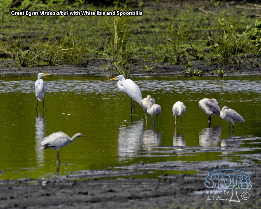 Great Egret - Ardea alba