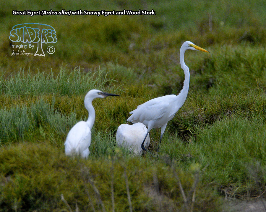 Great Egret - Ardea alba