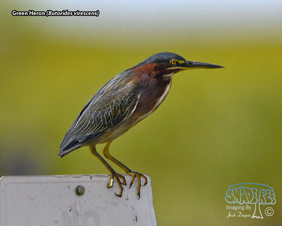 Green Heron - Butorides virescens