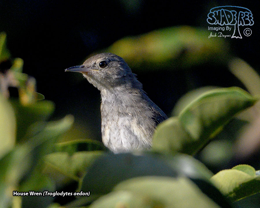 House Wren - Troglodytes aedon