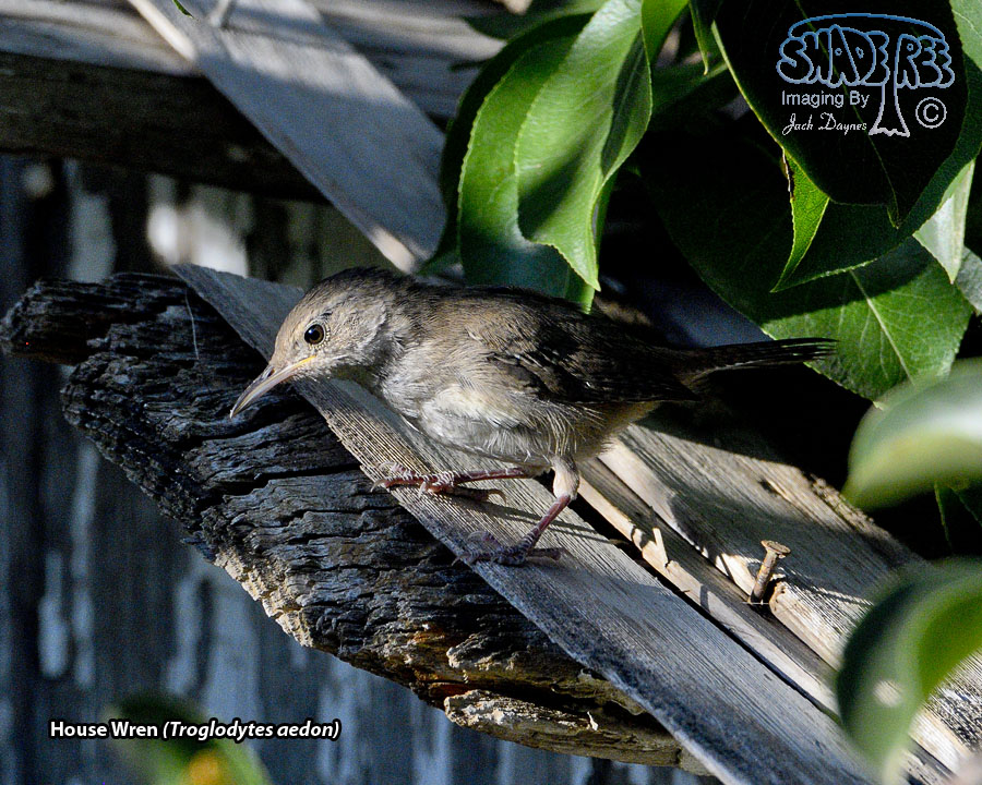 House Wren - Troglodytes aedon