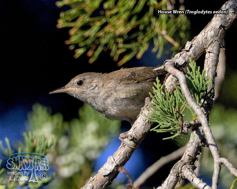 House Wren - Troglodytes aedon