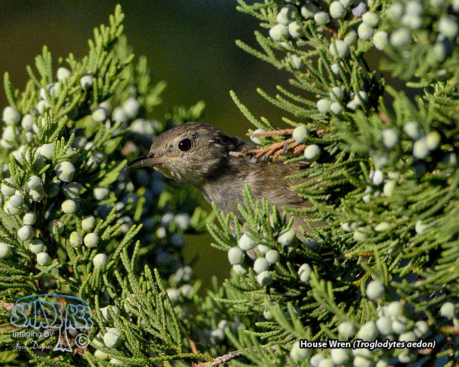 House Wren - Troglodytes aedon