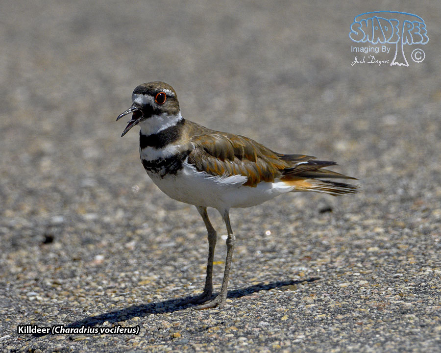 Killdeer - Charadrius vociferus